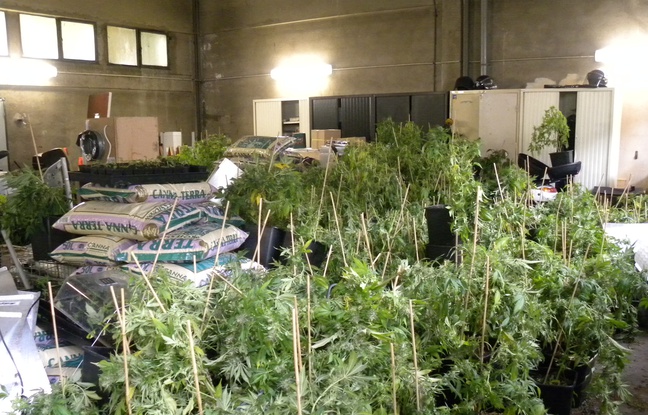 648x415_decouverte-1600-pieds-cannabis-pavillon-val-oise